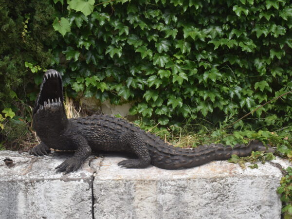 A bronze crocodile sculpture, plumbed as a fountain.