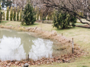 A bronze crocodile sculpture, plumbed as a fountain.