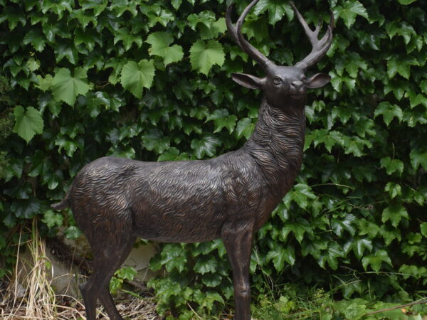 A Single Bronze Stag